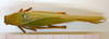 CollectionObject 1532451; d2524127-f9b6-4a2d-97f2-da0caef5e0f6: female, dorsal view (holotype). (CollectionObject).