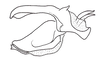 Digamacris amoena (Stål, 1878): Fig. 20. phallic complex without epiphallus, lateral view. (Otu).