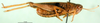 CollectionObject 1501487; a2663e23-37ff-4888-a673-a83f188ecf50: male, lateral view (syntype). (CollectionObject).