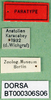 CollectionObject 1566693; e92ec790-b2b6-441f-a3d3-ca4b035b9795, DORSA BT000306S06: labels (paratype). (CollectionObject).