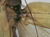 CollectionObject 1539774; 468288cf-2b50-4b67-8f4b-b3f052943afb: male stridulatory apparatus (holotype). (CollectionObject).