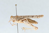 CollectionObject 2712887; 1329f2ff-b017-4ee3-ba4c-e8dc7eb03c15: Astehelius crypticus. Astehelius crypticus Female (Lateral) Paratype. (CollectionObject).