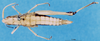 CollectionObject 1581349; 0174f971-78aa-4888-afeb-9e8625a5d8f4: female, dorsal view (paratype). (CollectionObject).
