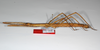 CollectionObject 1563596; 6a77487a-a385-44fa-8b21-42bbf8c1d7a1: copyright ZMHB, Berlin. female, lateral view (paratype). (CollectionObject).;CollectionObject 1563597; ba3a216b-18f7-4ea6-b2d5-cd47f40cb2b5: copyright ZMHB, Berlin. female, lateral view (paratype). (CollectionObject).