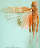 CollectionObject 1502317; 4732e691-dbbd-4167-aad3-6e0c64a416c7: female, dorsal view (paratype of Thalpomena libyana). (CollectionObject).