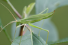 Tenerasphaga meruensis (Sjöstedt, 1910): 2011. female (Kilimanjaro, western slopes, savanna grassland). (Otu).