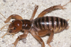CollectionObject 2774114; fbc02b74-22b2-4e1a-b709-c78c71f25d14, CAS Entomology type 20075: (CollectionObject).