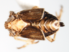 Habitus, dorsal view: !! display not done !! on Javesella (Javesella) pellucida (Fabricius, 1794): (Observation).