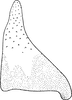 Subgenital plate, ventral view on Drabescoides nuchalis (Jacobi, 1943): Subgenital plate. (Observation).