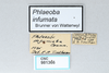 CollectionObject 2856578; CNCI 981366, 300931a5-63f9-44ef-a5a1-96f69312c4b0: Phlaeoba infumata. (CollectionObject).
