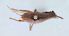 CollectionObject 2741414; CNCI 311944, 610fe6aa-818b-4b6b-a775-1de8b09f484d: Ceuthophilus neglectus. Dorsal View. (CollectionObject).
