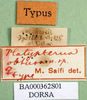 CollectionObject 1501503; 92e5c15f-41db-4f00-95e2-296a57decaff, DORSA BA000362S01: labels (holotype of Platypterna obtusa). (CollectionObject).
