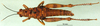 CollectionObject 1502213; ee8f1e05-e09e-4402-b4b4-b7dcecd060ef: female, dorsal view (syntype or paratype). (CollectionObject).