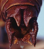 CollectionObject 1522421; 2220850f-3f8e-479b-a0ae-d589db9e0c91: male cerci (holotype of Eremopedes popeana). (CollectionObject).