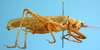 CollectionObject 1539175; UVCO 20721, 6a71003a-2569-44c8-bb57-669dc502f070: MUSENUV - 20721. male, lateral view. (CollectionObject).