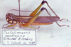 CollectionObject 1527336; 39edbeb4-e3d9-41fb-ae36-6b2a43d387c4, MNRJ-ENT6-19218: Image Carbonell, C.S. male, lateral view (holotype). (CollectionObject).