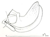 Marenestha inconspicua Brunner von Wattenwyl, 1878: ovipositor (female from Valparaiso, Chile, in ANSP, pencil drawing). (Otu).