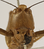 Bucrates capitatus (De Geer, 1773): female face (possibly a type). (Otu).