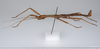 CollectionObject 1560143; 4529c27e-7b06-43f1-896c-6defc05801a9: copyright ZMUH, Hamburg. male, lateral view (paralectotype). (CollectionObject).;CollectionObject 1560144; 6704a3d5-a829-49bb-adbc-5b783536858d: copyright ZMUH, Hamburg. male, lateral view (paralectotype). (CollectionObject).