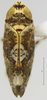 Habitus, dorsal view: !! display not done !! on Scaphytopius speciosus (Van Duzee, 1923): (Observation).