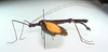 CollectionObject 1563925; 1684cec4-d891-4141-a5b3-2c0277d161a1: copyright CEUA Medellín. male, lateral view (holotype). (CollectionObject).