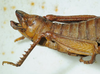 CollectionObject 1498702; 27418171-d4af-49b0-8e1d-eadd345d3a49: female abdomen, lateral view. (CollectionObject).