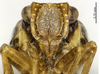 Head on Bambusicaliscelis fanjingensis Chen & Zhang, 2011: (Observation).