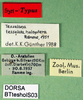 CollectionObject 1595980; 39a76b5c-1886-4b20-8f13-e34ce86575d8, DORSA BTtesholSo3: labels (lectotype). (CollectionObject).