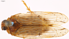 Habitus, dorsal view: (Observation).