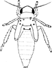 Nymph on Erythridula cornipes (Beamer, 1930): (Observation).