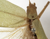 CollectionObject 1529779; 1a6fa9e9-9720-4974-bb58-53bbfbcdba63: female pronotum dorsal (holotype). (CollectionObject).