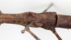 CollectionObject 1557026; bc4addf0-5bf2-4933-8b14-53221f2655d8: copyright MHNG Geneva. female wings (lectotype). (CollectionObject).