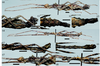 CollectionObject 1582654; 5e1c4fe5-fb84-4593-9430-aece174f8445: from original publication. female and male (paratypes). (CollectionObject).;CollectionObject 1582655; 089f6e33-4eb0-46a9-80a4-c7efc4933dae: from original publication. female and male (paratypes). (CollectionObject).