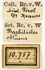 CollectionObject 1575332; 4239b443-b64c-4ba1-ab06-f5eff9b48a27: labels. (CollectionObject).