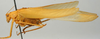 CollectionObject 1517515; 3cf628eb-6858-4669-9971-c76095cb3e3d: male, lateral view (holotype). (CollectionObject).
