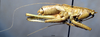 CollectionObject 1534992; 17910123-460b-4ab9-9218-02654dfaa74b: male, lateral view (syntype). (CollectionObject).