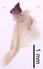 CollectionObject 1522767; b72b8fb4-7164-4e49-a28e-e1a3b048b396: Male genitalia, lateral view (holotype). (CollectionObject).
