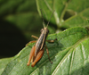 Reyesacris amedegnatoae Fontana, Buzzetti & Mariño-Pérez, 2011: male. (Otu).