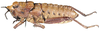 Camoensia insignis insignis Bolívar, 1882: female, lateral view. (Otu).