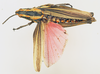 CollectionObject 1518482; 50969521-75f8-414f-9be6-6bd97d5545a0: female, dorsal view (neotype). (CollectionObject).