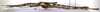 CollectionObject 1595959; 6a7c934e-58f3-4ef2-8478-6505b1c6748f: copyright MNHN, Paris. female, lateral view (paratype). (CollectionObject).