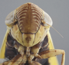 Head on Altaiotettix forficula Vilbaste, 1965: Head - Male. (Observation).