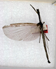 CollectionObject 1559086; 191866a6-e339-4106-8e17-5b325599de48: copyright ANSP. male (holotype). (CollectionObject).