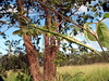 Arphax signatus Brunner von Wattenwyl, 1907: Copyright Jack Hasenpusch. mating pair in nature, Queensland. (Otu).