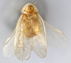 CollectionObject 1569226; 287d087e-7c81-4d7b-81c7-023fd742716e: Photo by Heidi Hopkins. Holotype, adult male, dorsal habitus. (CollectionObject).