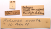 CollectionObject 2703976; CNMS 3686, CNMS 3686, f7030a48-5af7-4e1c-b4c1-500d14041c9b: label. paratype. (CollectionObject).