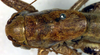 CollectionObject 1500459; ecb1d0e8-e944-4714-9099-186ef00ae4c7, DORSA BTeupcreHTM: male pronotum, dorsal view (holotype). (CollectionObject).