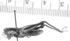 CollectionObject 1523998; 7dfa2625-eee0-4c0f-9429-e21a8ebe819f: male, lateral view (holotype). (CollectionObject).