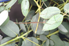 Sipyloidea caeca (Sjöstedt, 1918): copyright Paul D. Brock. male, Cairns. (Otu).