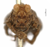 CollectionObject 1521831; 20042116-7489-4a06-a25c-2fbe6facdcac: female, frontal view (holotype). (CollectionObject).